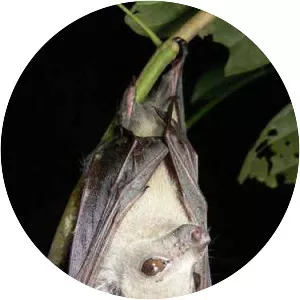 Little collared fruit bat