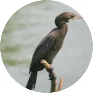 Little Cormorant - 