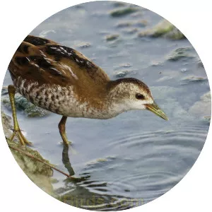 Little crake - Birds