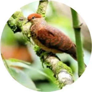 Little cuckoo-dove - Bird