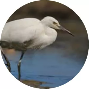 Little egret - Birds