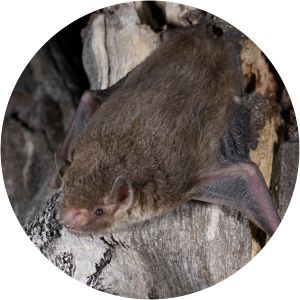 Little forest bat