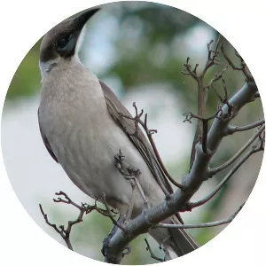 Little friarbird - Birds