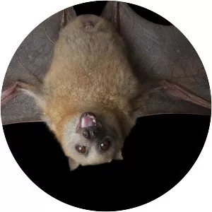 Little golden-mantled flying fox