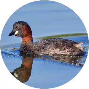 Little grebe