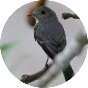 Little grey flycatcher - Birds