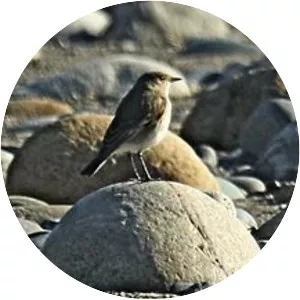 Little ground tyrant