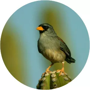 Little Inca finch