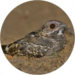 Little nightjar