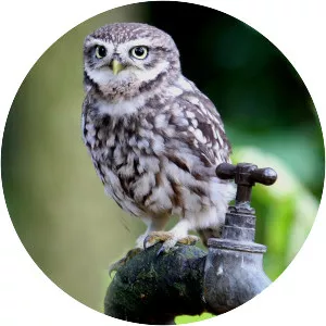 Little owl - Bird