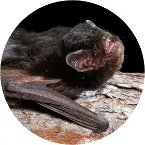 Little pied bat - Animal