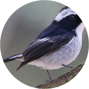 Little pied flycatcher