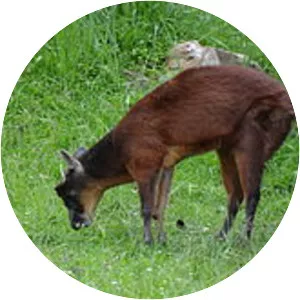 Little red brocket - Animal