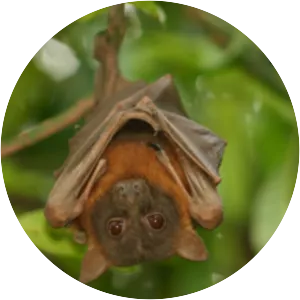 Little red flying fox