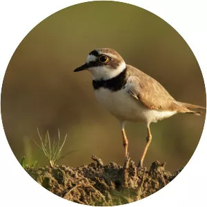 Little ringed plover