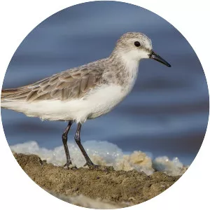 Little stint
