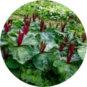 Little sweet Betsy - Plants