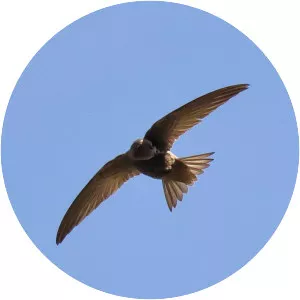 Little swift