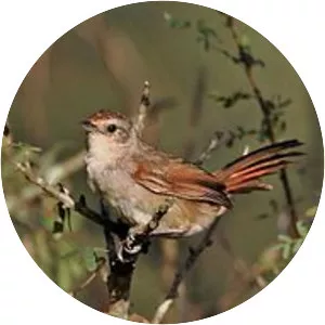 Little thornbird - Bird