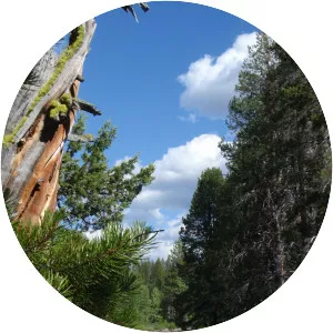 Little Truckee River photograph