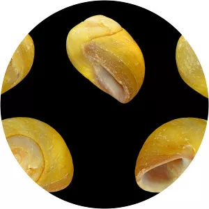 Littorina obtusata - Animal