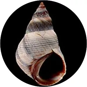 Littorinidae - Animal