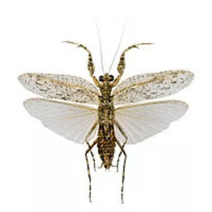Liturgusidae