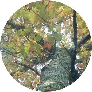 Live at Oak Tree: The Series