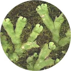 Liverworts