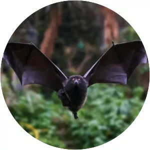 Livingstone's fruit bat