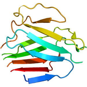 LMNA - Protein