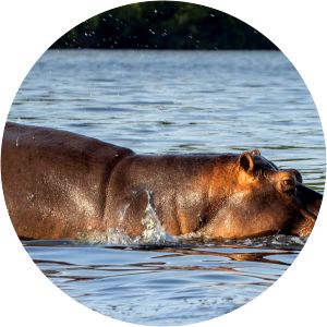 Loango National Park - 