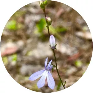 Lobelia boykinii - Plants