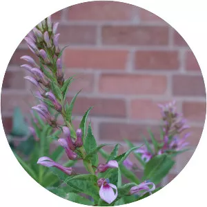 Lobelia bridgesii - 