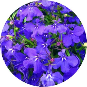 Lobelia erinus - Plants