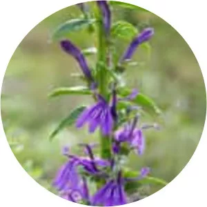 Lobelia sessilifolia - Plants