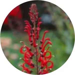 Lobelia tupa