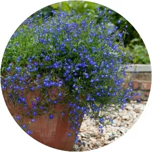 Lobelias