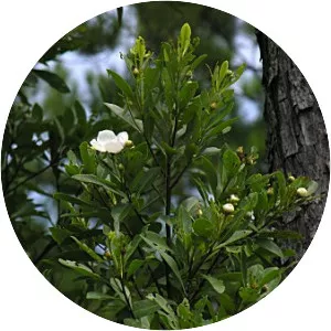 Loblolly bay - Plants