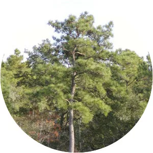 Loblolly pine
