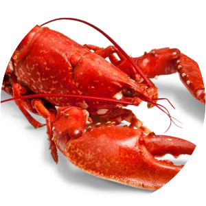 Lobster