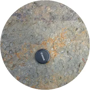 Lock Haven Formation - 