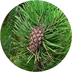 Lodgepole pine