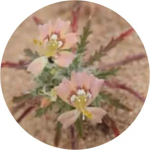 Loeseliastrum matthewsii