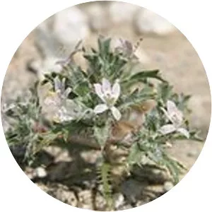 Loeseliastrum schottii