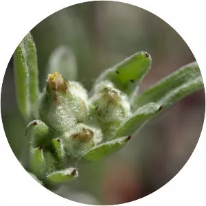 Logfia filaginoides - 