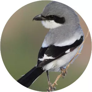 Loggerhead shrike