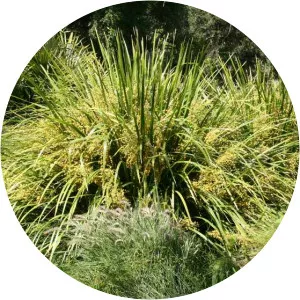 Lomandra - Plants