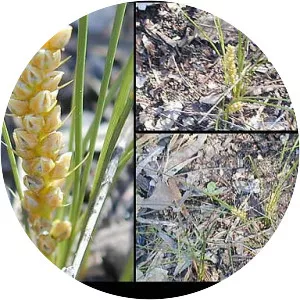 Lomandra caespitosa - 