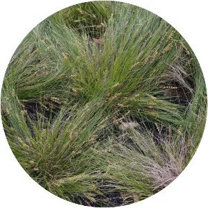 Lomandra confertifolia - Plants